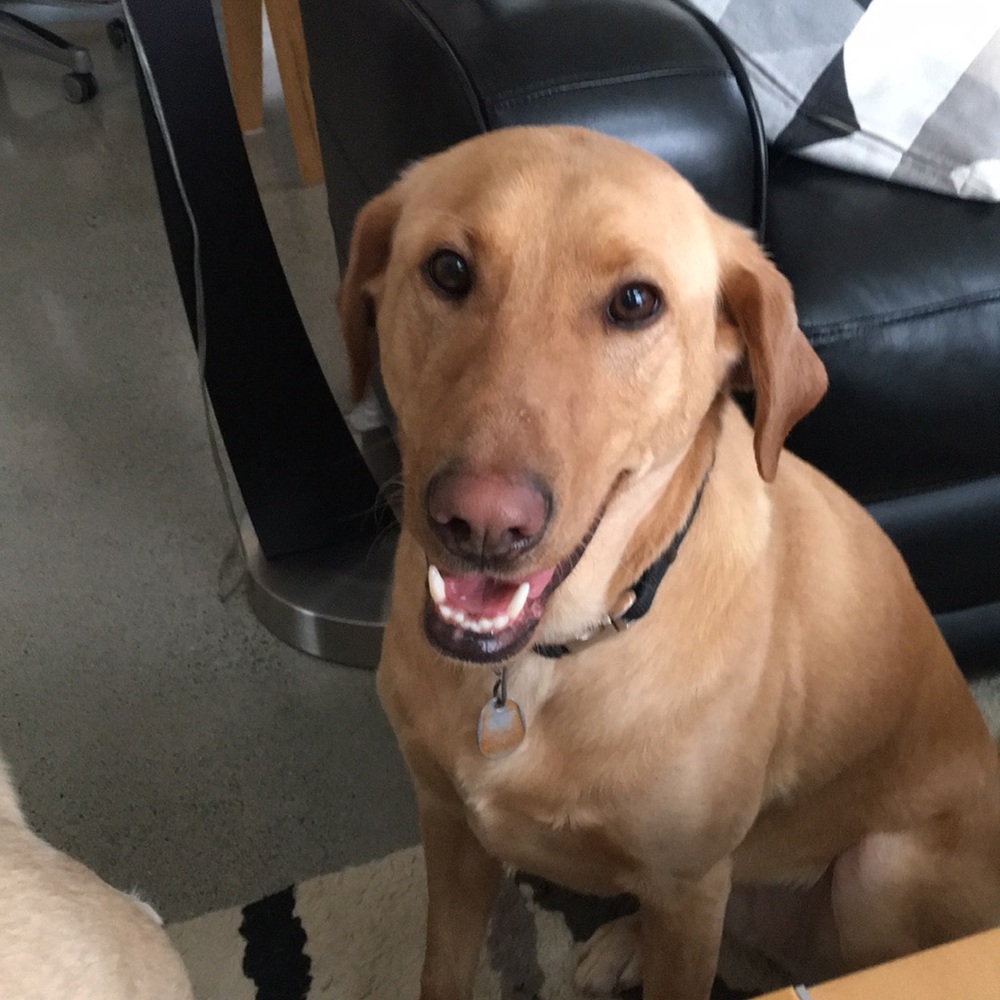 Meet your Posher, Bill